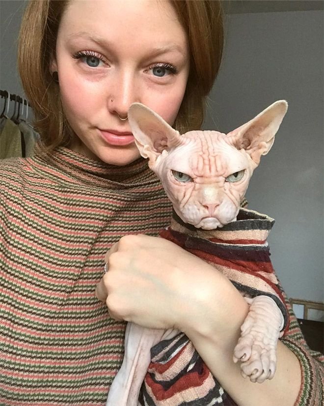 Sphynx cat For Sale