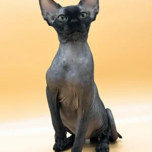 Sphynx Cat For Sale